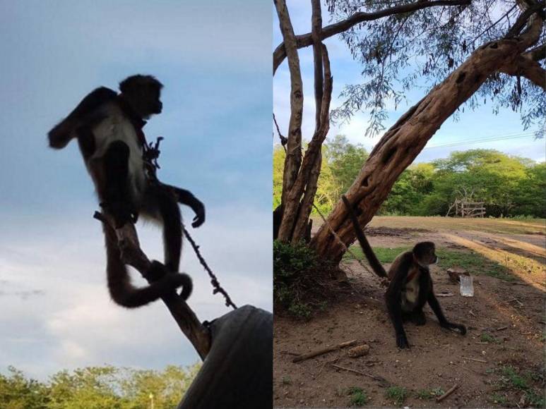 Rescatan a mono araña que iban a comercializar en Gualaco, Olancho