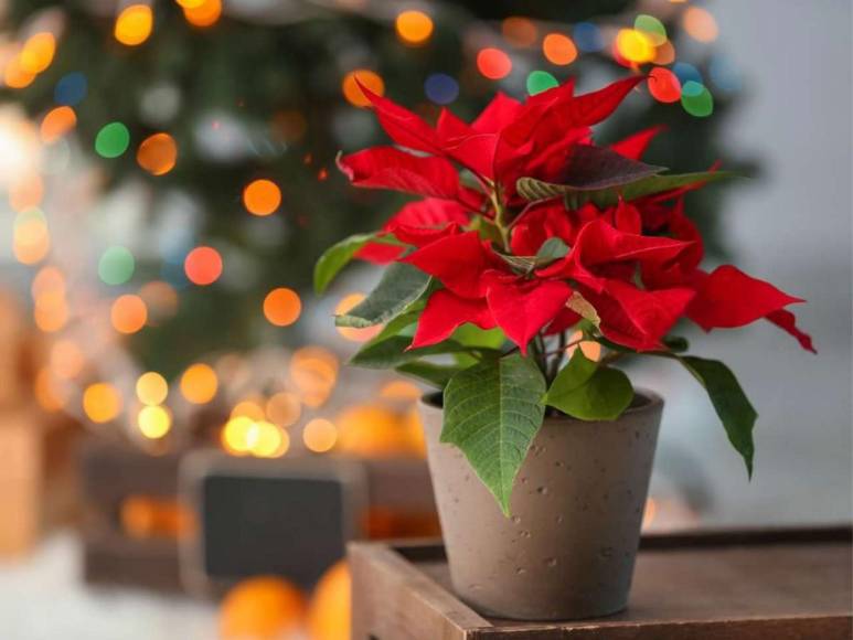 ¿Poinsettia? ¿Nochebuena? o ¿Pascuas? La flor símbolo de la Navidad