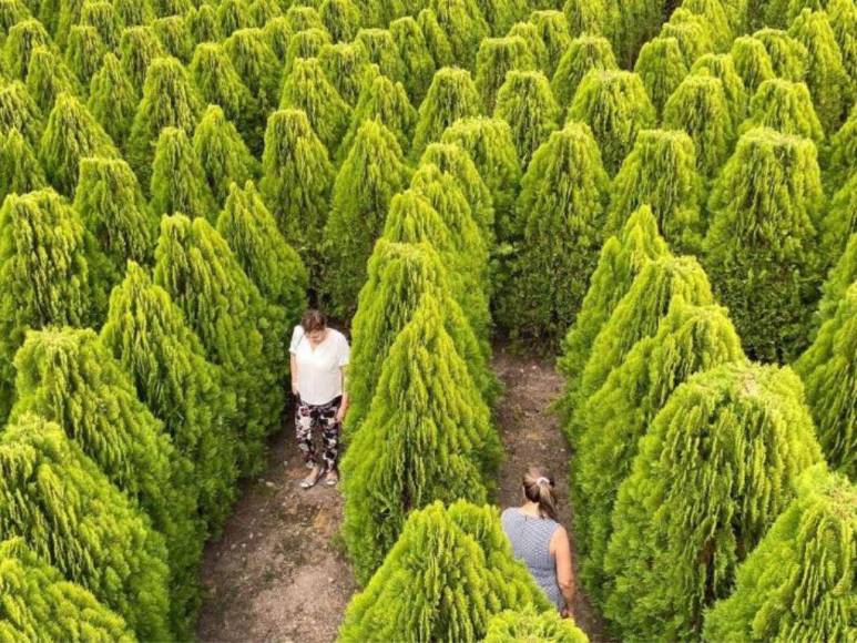 Laberinto de Cipreses, el nuevo atractivo turístico que es sensación en Comayagua