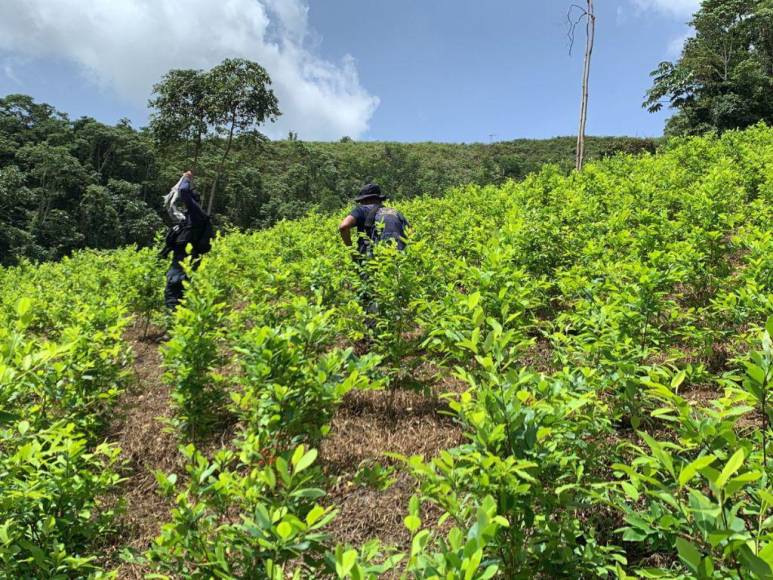 Así era la plantación de droga hallada en el Parque Nacional Patuca, considerada la más grande de Centroamérica