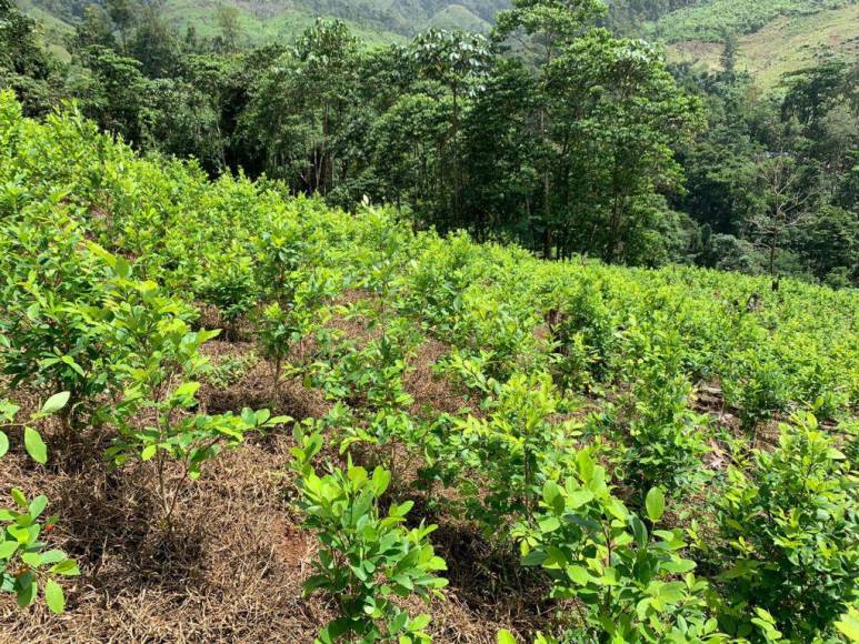 Así era la plantación de droga hallada en el Parque Nacional Patuca, considerada la más grande de Centroamérica