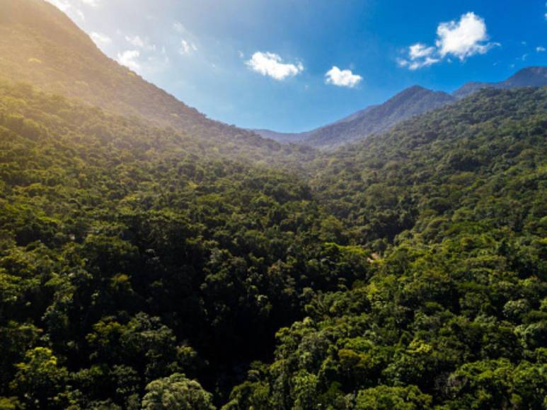 Comió gusanos y bebió su propia orina, así sobrevivió un boliviano durante un mes en la selva amazónica