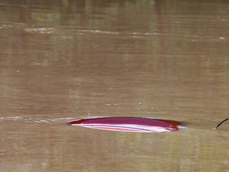 Las impactantes imágenes de las inundaciones en Kentucky, Estados Unidos