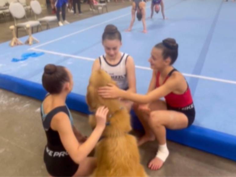 ¿Quién es Beacon, el perro terapia que forma parte del team USA de gimnasia?