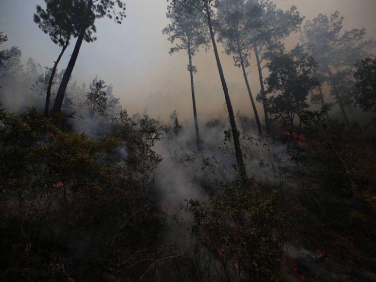 Bruma y árboles quemados se apoderan de La Tigra: así es el ambiente desde adentro