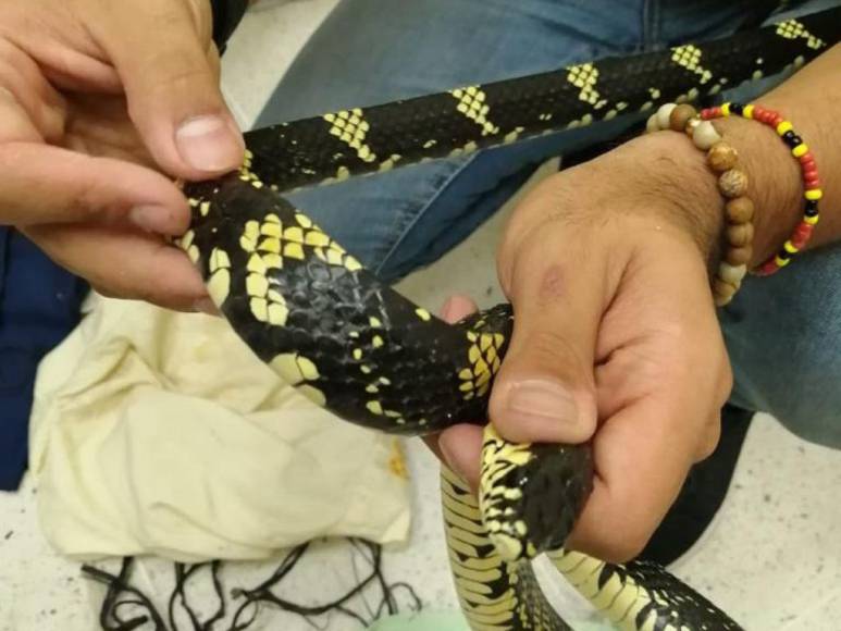 Tamagases, corales y lagartijas: los reptiles incautados a contrabandista en la frontera en Pavana, Choluteca