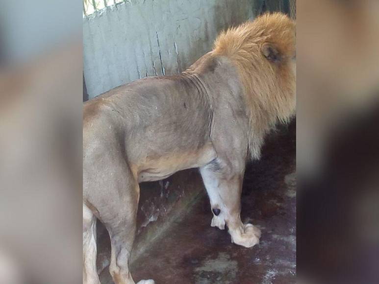 Divulgan imágenes de la realidad de los animales en Zoológico Joya Grande; OABI desmiente descuido