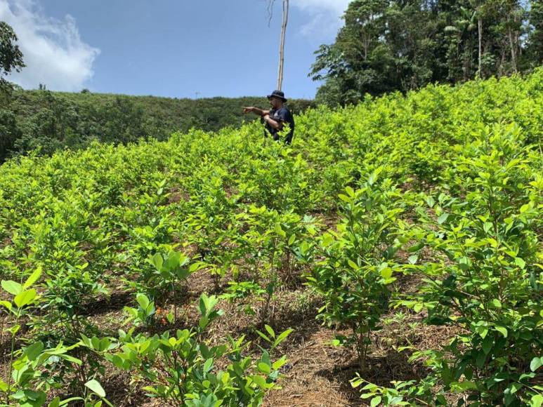 Así era la plantación de droga hallada en el Parque Nacional Patuca, considerada la más grande de Centroamérica