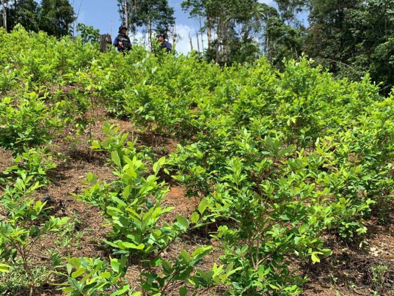 Así era la plantación de droga hallada en el Parque Nacional Patuca, considerada la más grande de Centroamérica