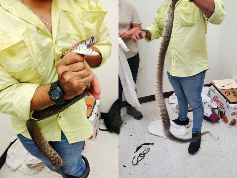 Tamagases, corales y lagartijas: los reptiles incautados a contrabandista en la frontera en Pavana, Choluteca