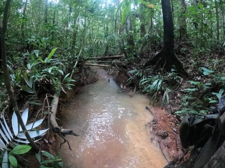 Las desgarradoras pistas que indican que niños perdidos en la selva sobrevivieron al accidente de avioneta ¿Dónde están?