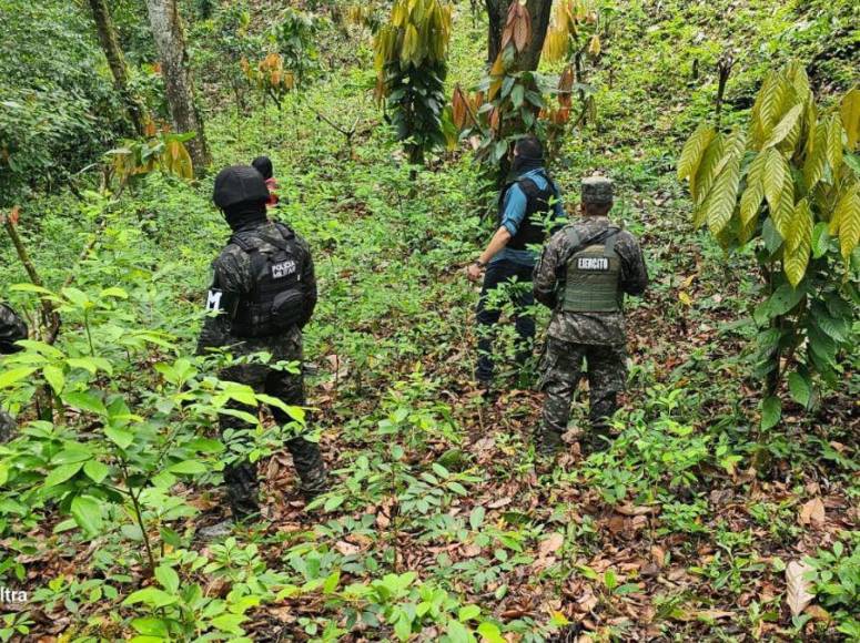 Con plantas que producen más hojas, narcos buscan hacer de Honduras epicentro del cultivo de coca