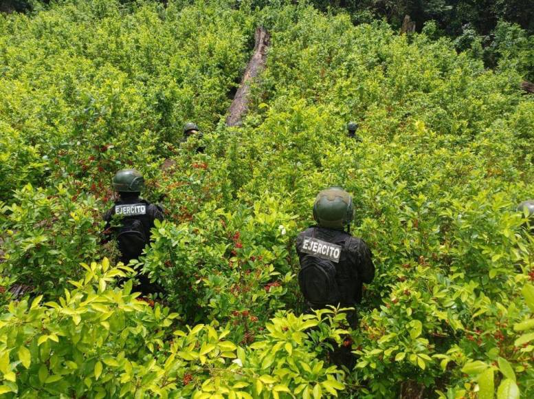 Con plantas que producen más hojas, narcos buscan hacer de Honduras epicentro del cultivo de coca