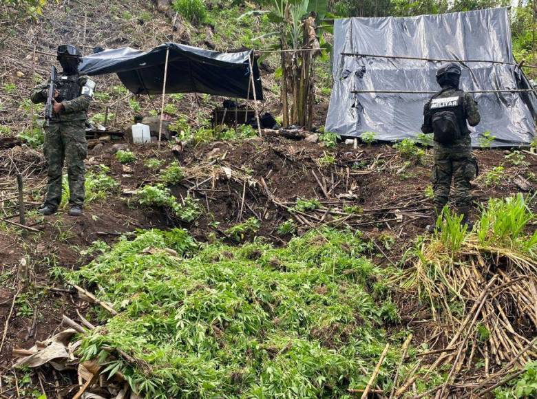 Los obligan o los desplazan ¿Cómo se apropian narcos de tierras para cultivo de coca?