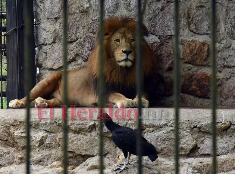 Simba, el gran león del zoológico Rosy Walther que atacó a un imprudente visitante