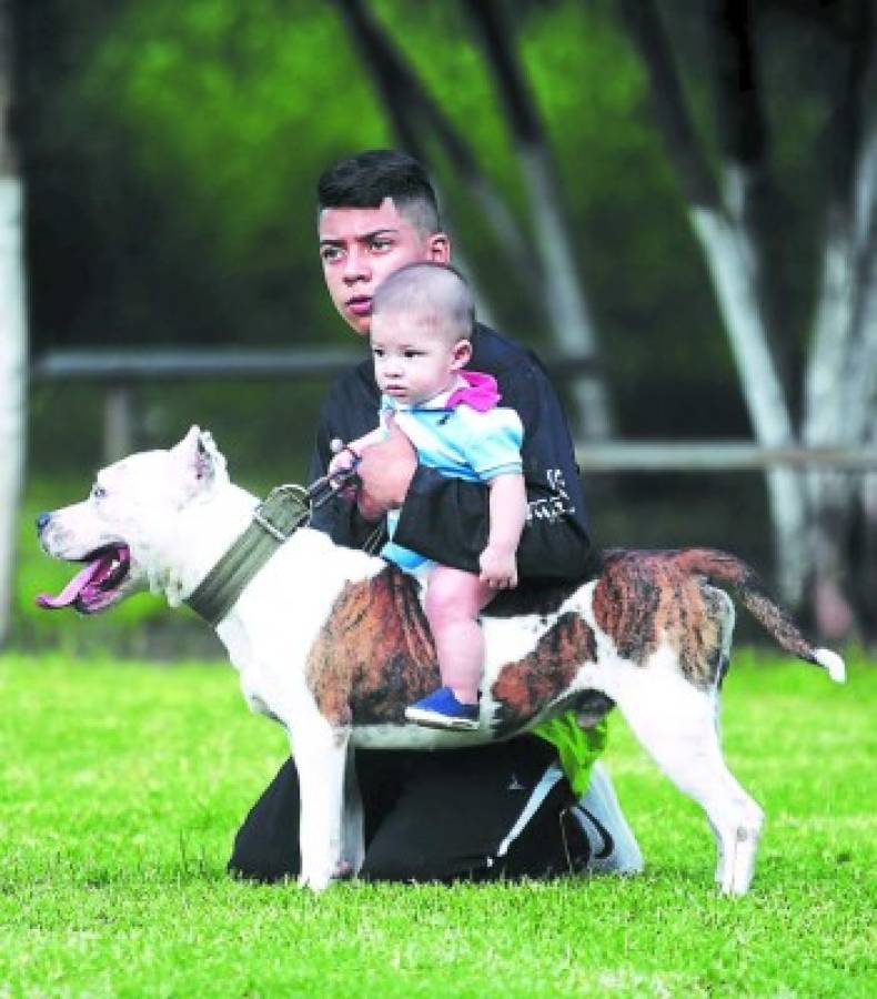 Los pitbulls son animales cariñosos y sobreprotectores. Para ellos su dueño merece fidelidad. Educándolos adecuadamente no son peligrosos ni siquiera para los niños.