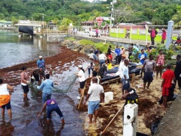 Las corrientes marinas llevan a las orillas las 'seaweeds'. Varios equipos trabajan en la limpieza. (Fotos: BICCU, Edda Borjas).