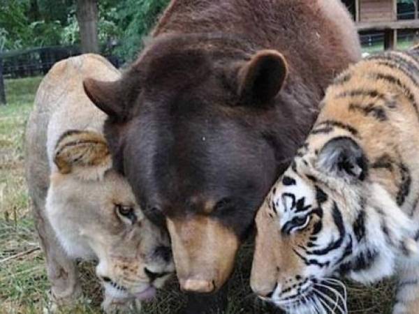 Estos tres salvajes animales no quieren que los separen