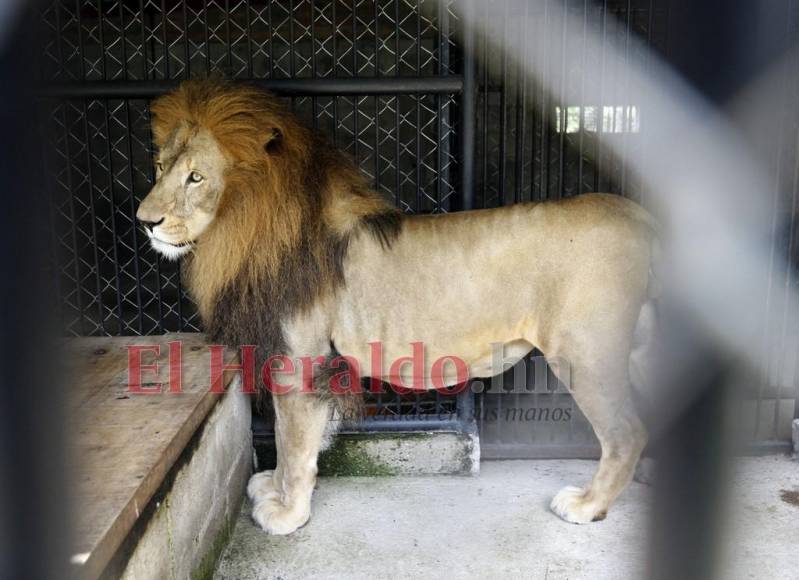 Simba, el gran león del zoológico Rosy Walther que atacó a un imprudente visitante