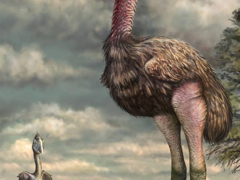 Concepto artístico de Phorusrhacidae, la familia extinta más conocida como aves del terror.