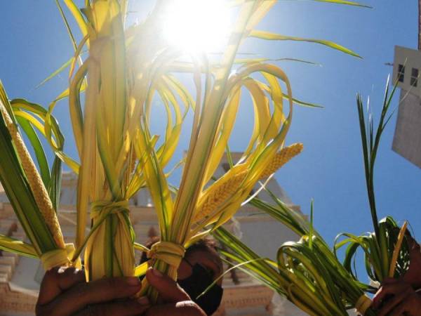 El centro del casco histórico de Tegucigalpa ya huele al fresco y tierno olor a palma de coyol y todo luce entre verde y amarillo, característico de la llegada de Semana Santa con los icónicos y tradicionales ramos que son empleados para el Domingo de Ramos.