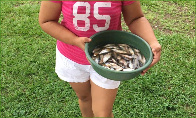 Tradicional lluvia de peces sorprende a los pobladores de Yoro