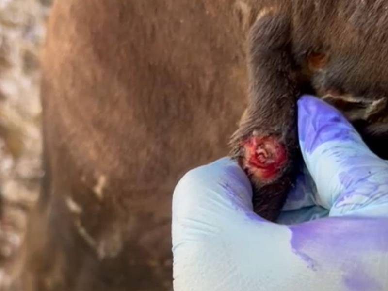 Cuando el animal se contamina, el gusano barrenador devora su carne, socavando su cuerpo.