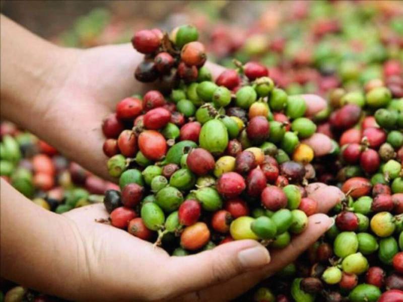 ¿En qué departamentos de Honduras se produce más café y de mejor calidad?