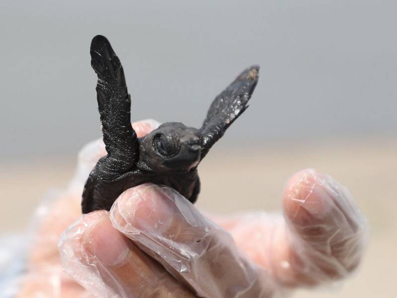 Esta tortuguita golfina fue liberada en la playa El Venado, en el municipio de Marcovia, Choluteca. Protegida en el Centro Regional de Información Científica y Conservación de la Tortuga Golfina,