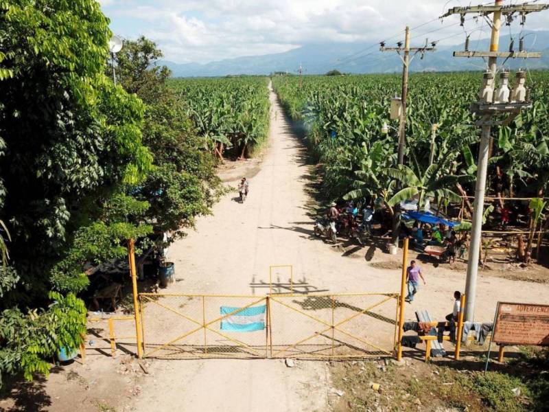 En los últimos años el conflicto agrario en la zona del Bajo Aguán se ha agravado.