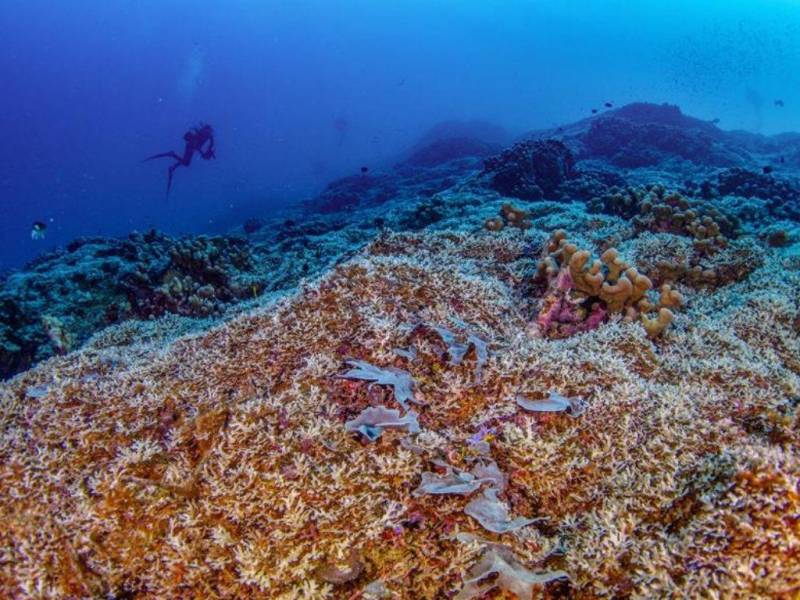 Este es el coral más grande del mundo. Una expedición de científicos, incluidos algunos españoles, ha descubierto esta maravilla natural, en las aguas del Pacífico Sur, en las Islas Salomón.