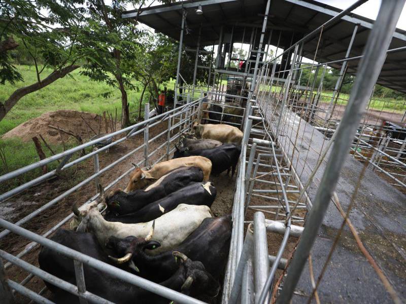 Todo animal que vaya en tránsito en Honduras debe pasar por una inspección, según las autoridades, para evitar la propagación del gusano barrenador.