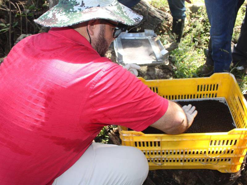 Las moscas llegan en pupa a Honduras donde se desarrollan por un periodo de tres días.