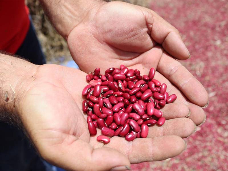 <i>Equipo técnico de la SAG capacita a productores sobre el uso de los insumos del BTP, fomentando prácticas agrícolas sostenibles y productivas. </i>