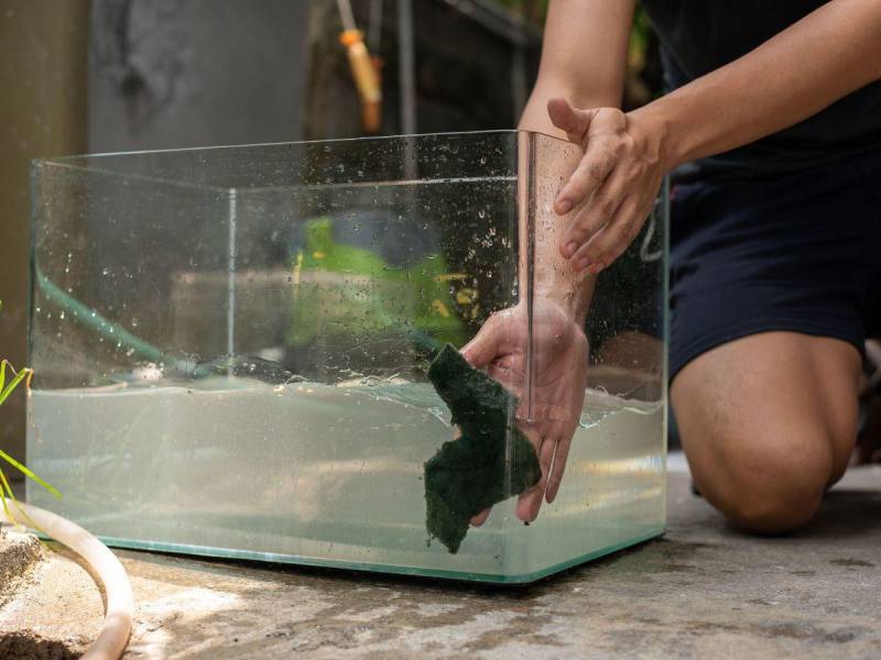 Aunque quiera mantener la pecera reluciente, solo utilice productos seguros para sus peces.