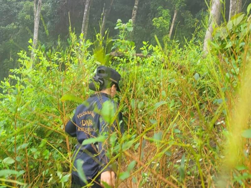 La Policía Nacional, a través de la Dirección Nacional Policial Antidrogas (DNPA), localizó y aseguró una plantación de aproximadamente 45,000 arbustos de supuesta hoja de coca en una zona montañosa del Parque Nacional Pico Bonito, en el departamento de Atlántida.