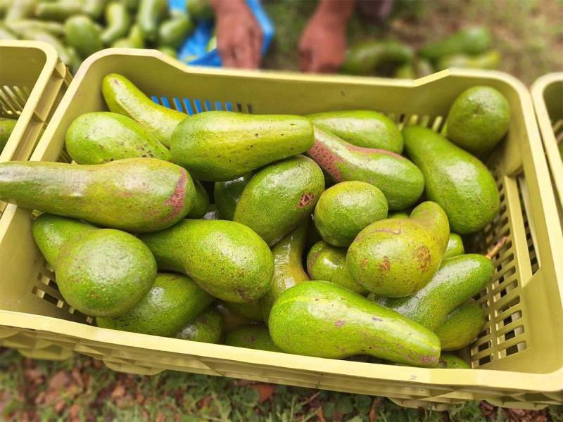 <i>Variedades de aguacate cultivado en diferentes altitudes de Honduras.</i>