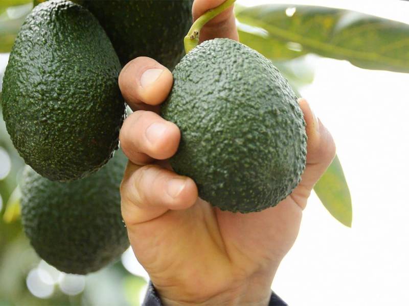 <i>Plantaciones de aguacate en Honduras, que buscan expandir el área cultivada a 10,000 hectáreas en los próximos 15 años.</i>