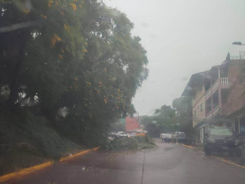 En la colonia Hato de Enmedio se reportó la caída de un árbol muy cerca de una calle transitada.