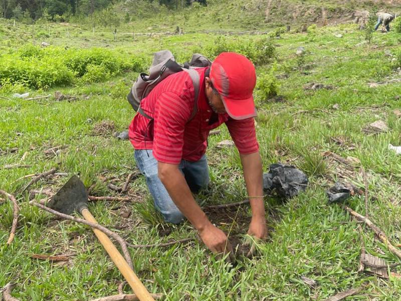 La reforestación es parte del desarrollo sostenible del país.