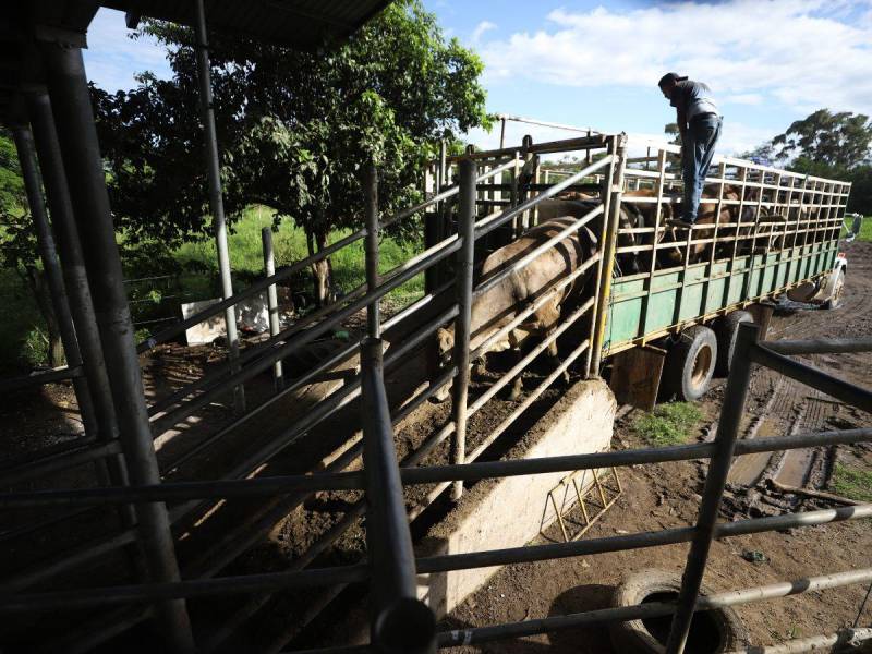 De esta forma llevan el ganado a inspección en los corrales que se han instalado en las zonas productoras.