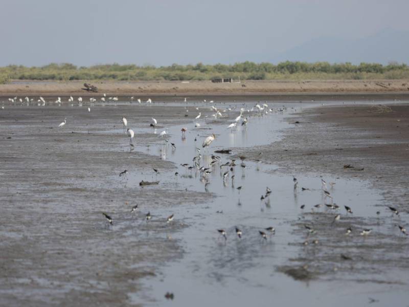 Lagunas de diferentes fincas camaroneras actualmente están abandonadas; varias de ellas sin posibilidad de recuperación debido a la falta de mercado para su producto.