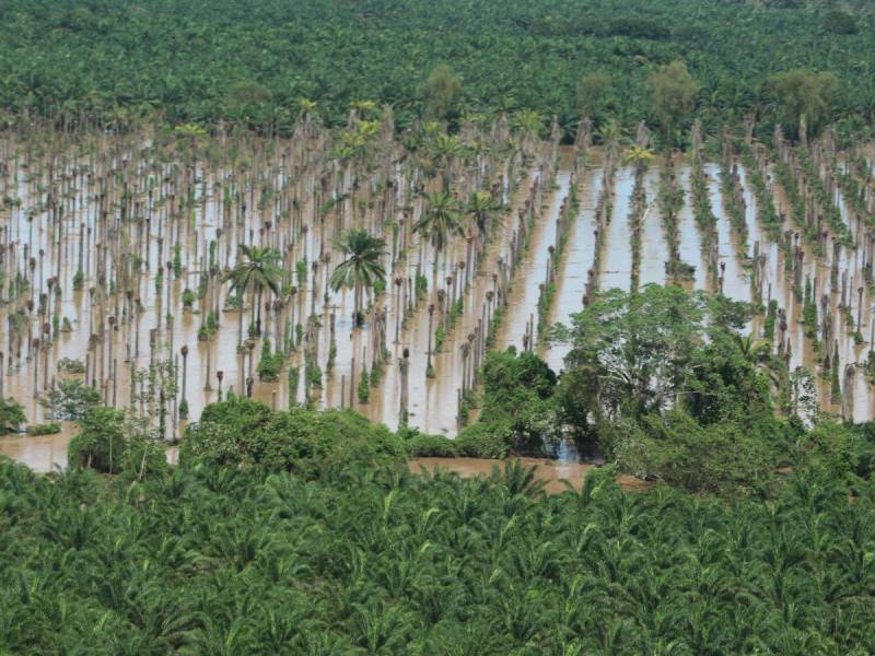 Las plantaciones de palma africana en el Valle del Aguán, están inundadas.