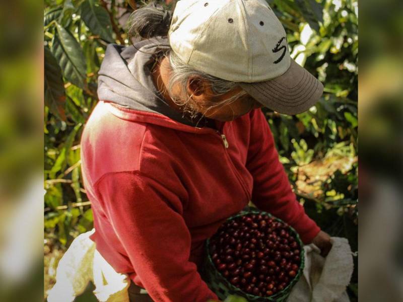 Mujeres en el sector cafetero, representan un 20% de la fuerza productora en Honduras, destacándose en barismo y catación.