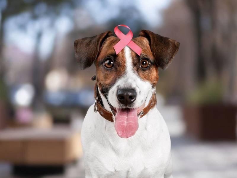 Las mascotas también pueden ser víctimas de cáncer de mama