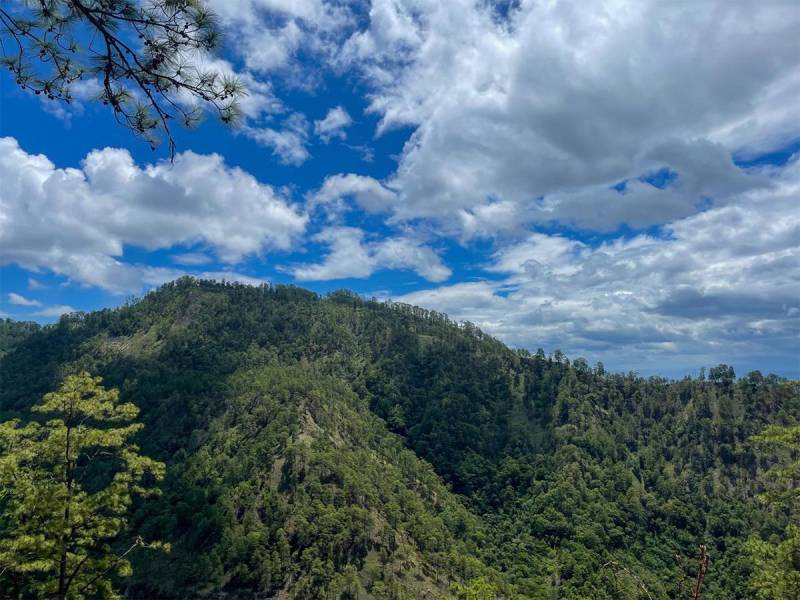 Como parte de la ENRF las cooperativas agroforestales supervisan el desarrollo de la estrategia de reforestación, aquí podemos apreciar un bosque de conífera.