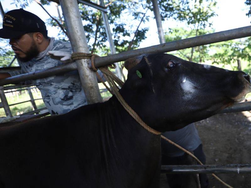 Los animales con sospechas de estar infectados son los que más sufren.