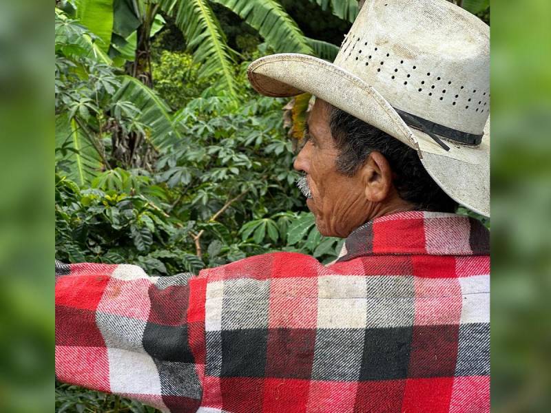 La cosecha de café en Honduras sigue impulsando la economía y fortaleciendo las exportaciones.