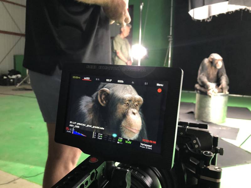 Eli, en sus últimos días en la farándula, aparece en “The Last Chimpanzee”, una nueva serie documental.