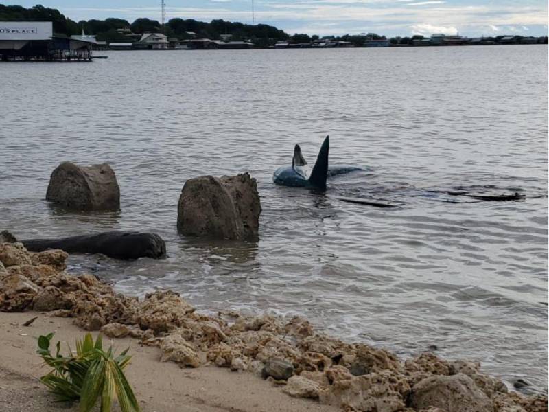 Imagen que muestra desde otro ángulo el tiburón ballena artificial en la playa de Utila.